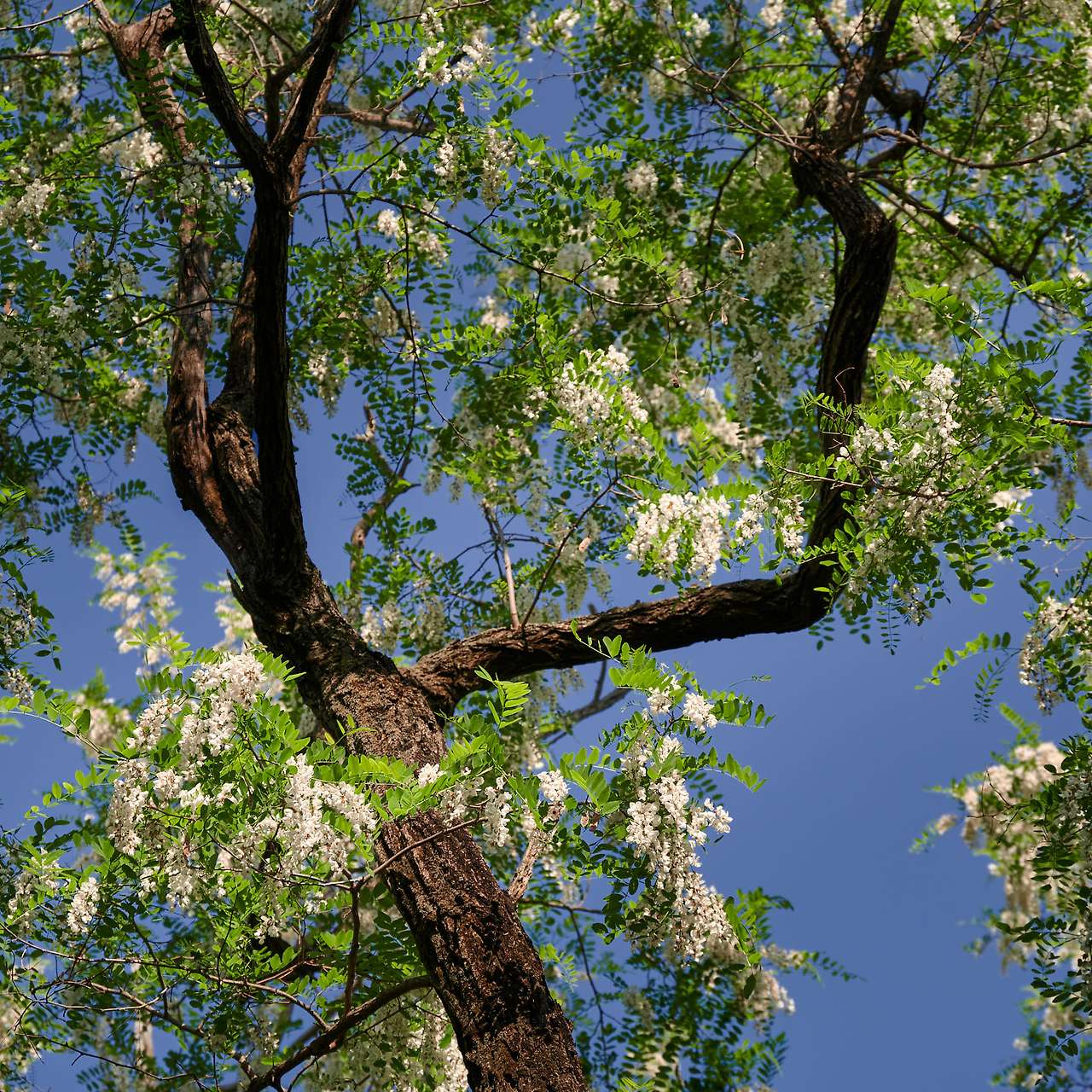 20 Spring, flowers and views-10.jpg