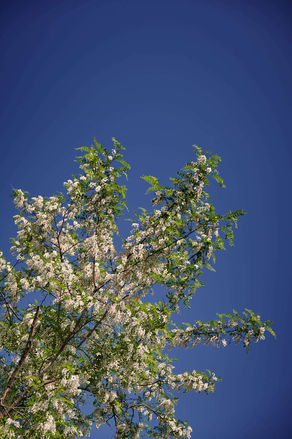 20 Spring, flowers and views-08.jpg