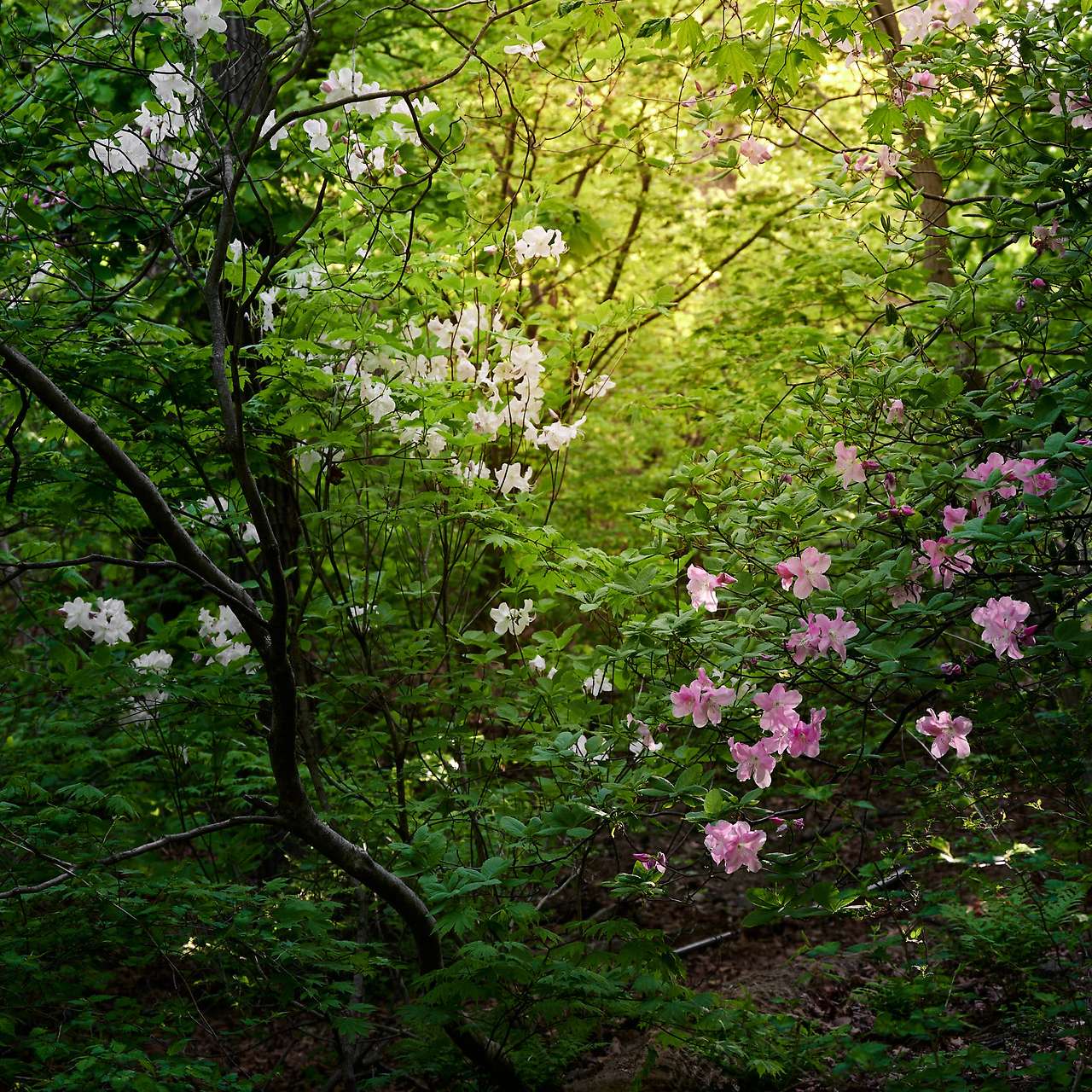 20 Spring, flowers and views-06.jpg