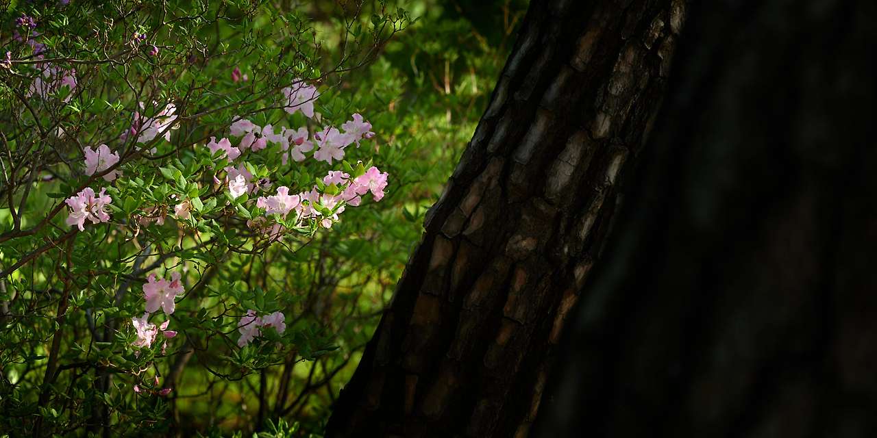 20 Spring, flowers and views-07.jpg