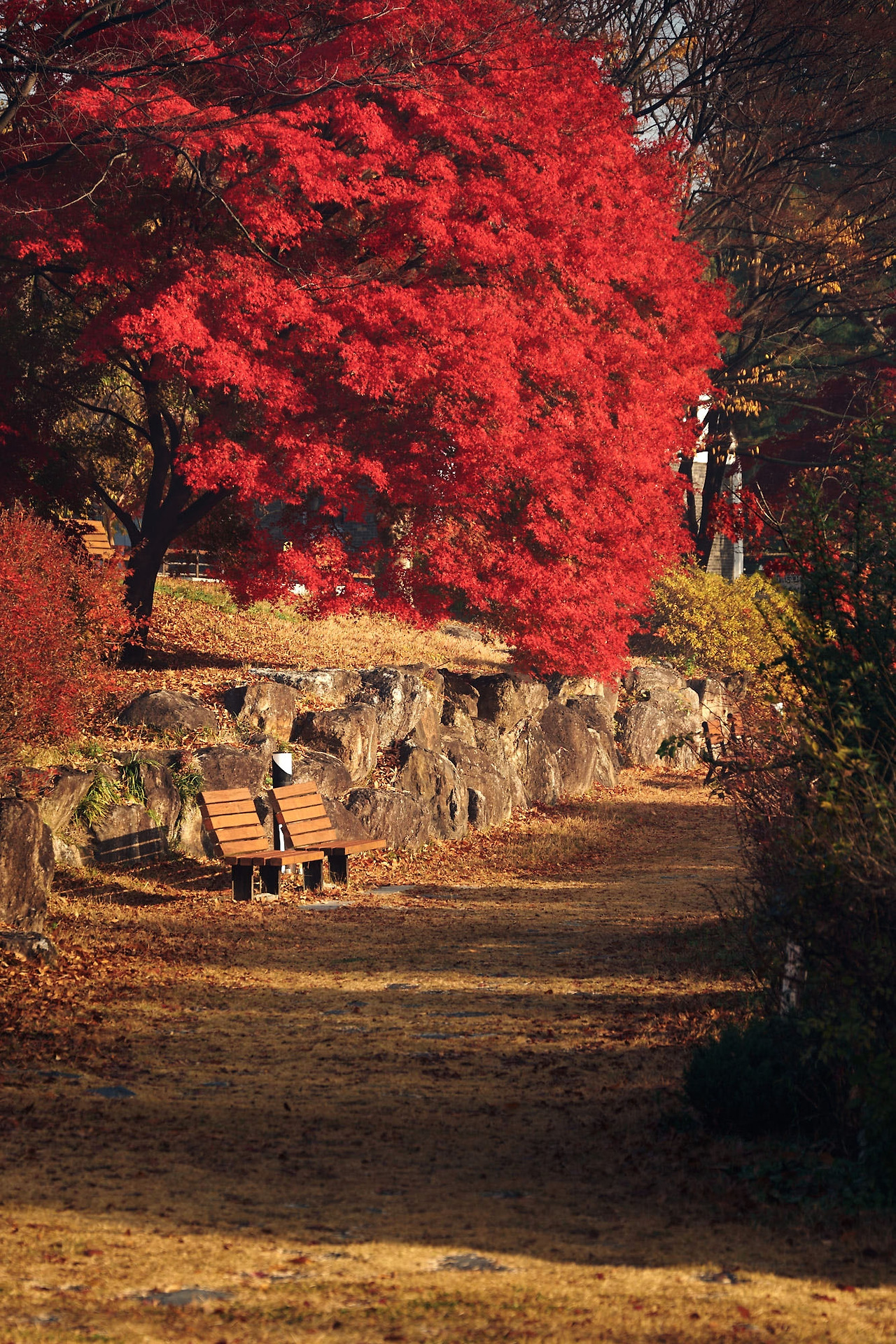 26 autumn at the park-07.jpg