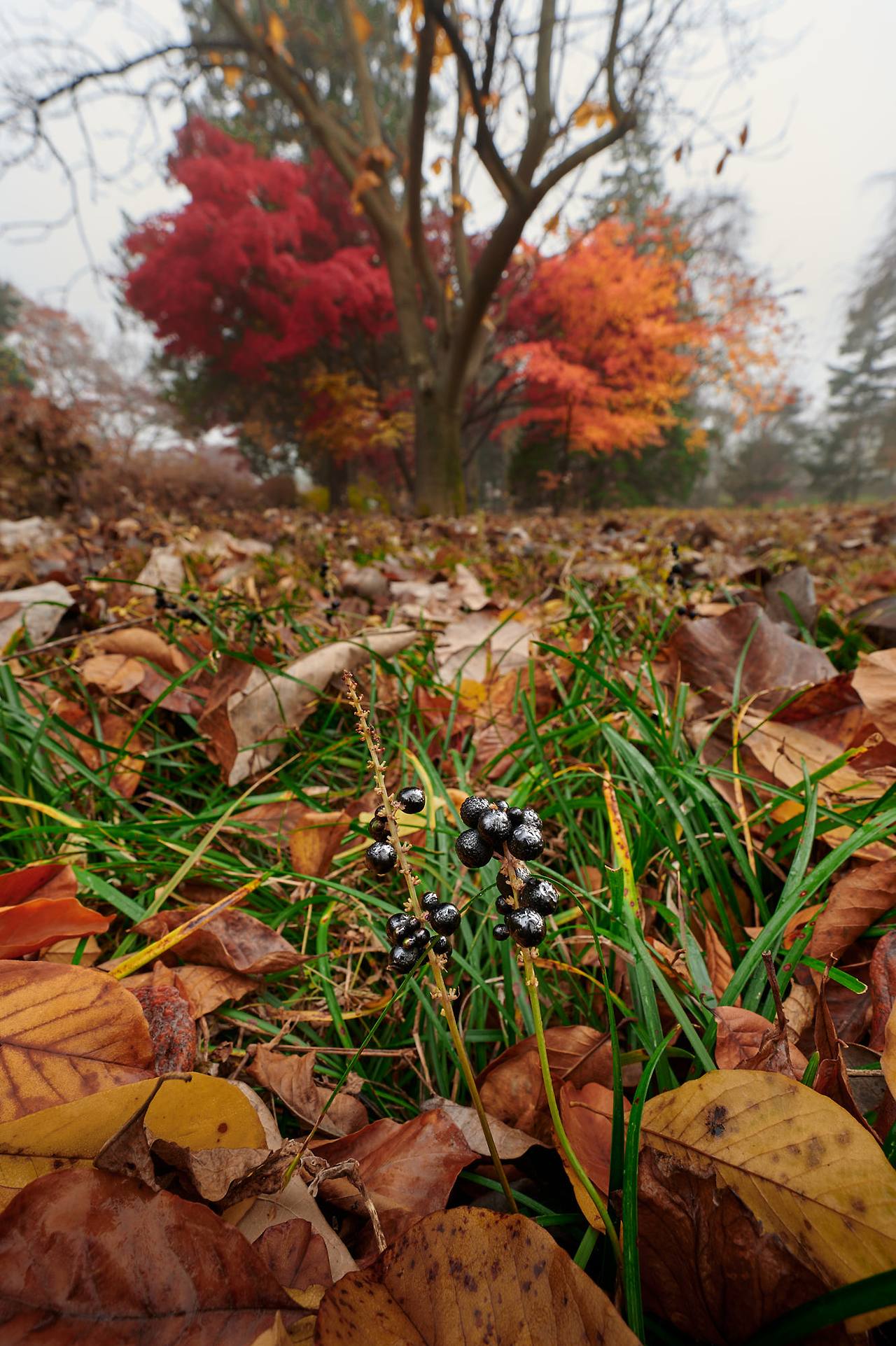 26 autumn at the park-17.jpg