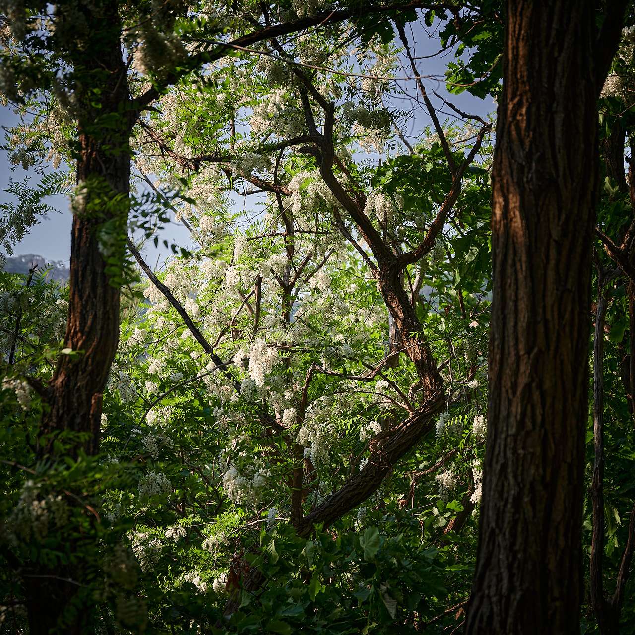 20 Spring, flowers and views-11.jpg