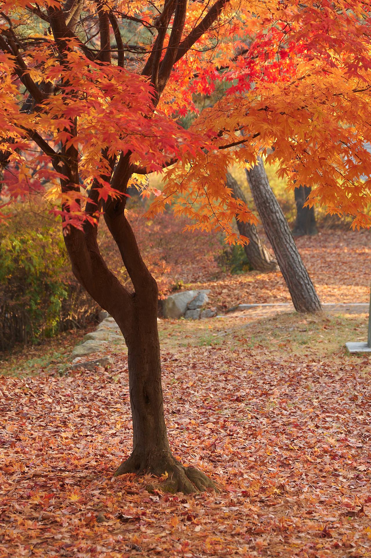 26 autumn at the park-09.jpg