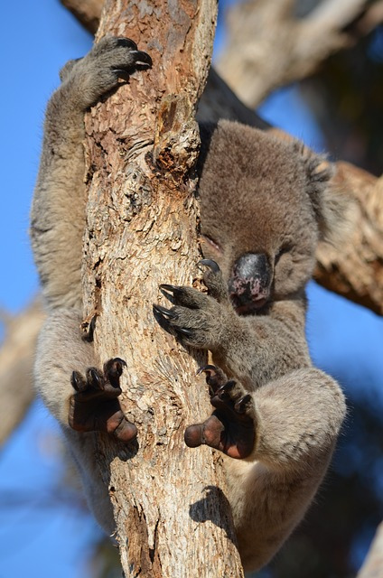 koala-965384_640.jpg
