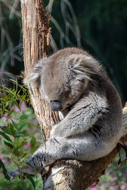 koala-3690664_640.jpg