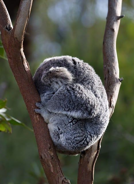 koala-8028992_640.jpg