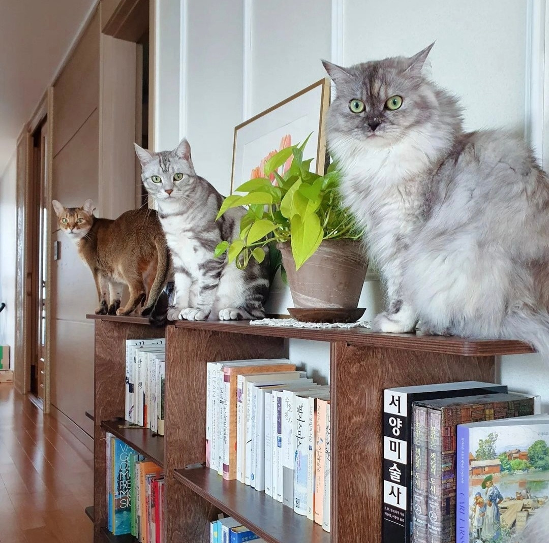 드리미 제이 14.jpg