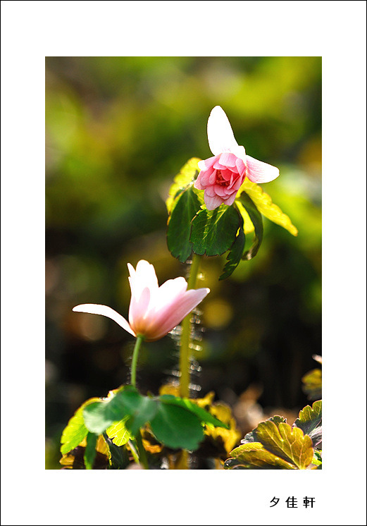 꿩의 바람꽃. png.jpg