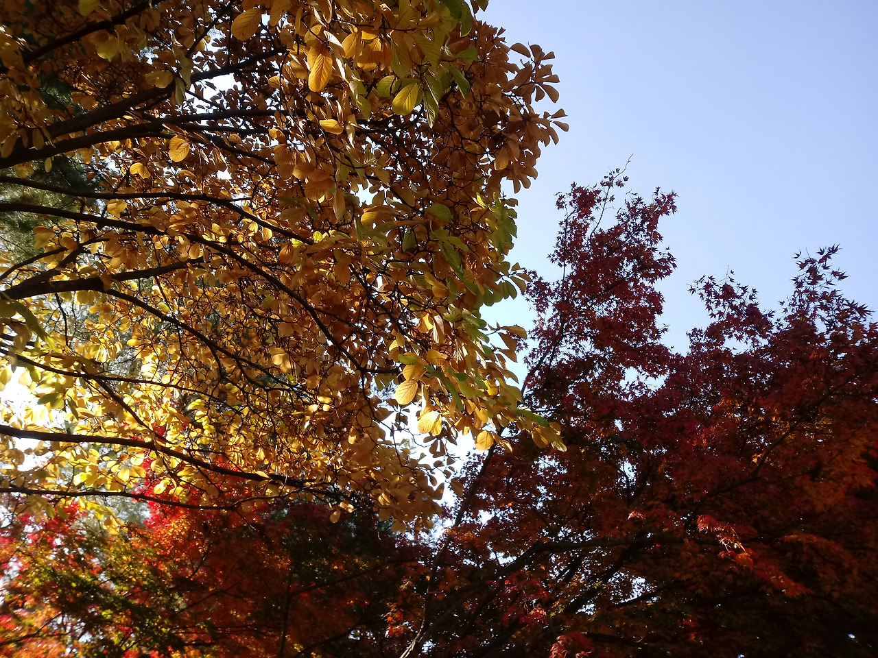 20221106_leaves.jpg