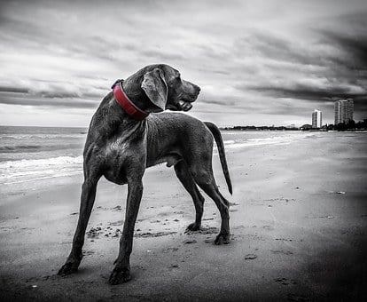weimaraner-143753__340.jpg