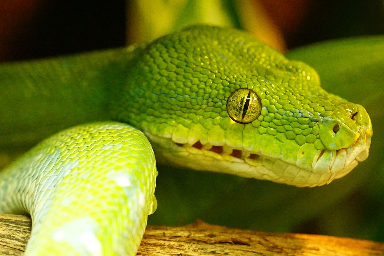 green-tree-python-942684_1280.jpg