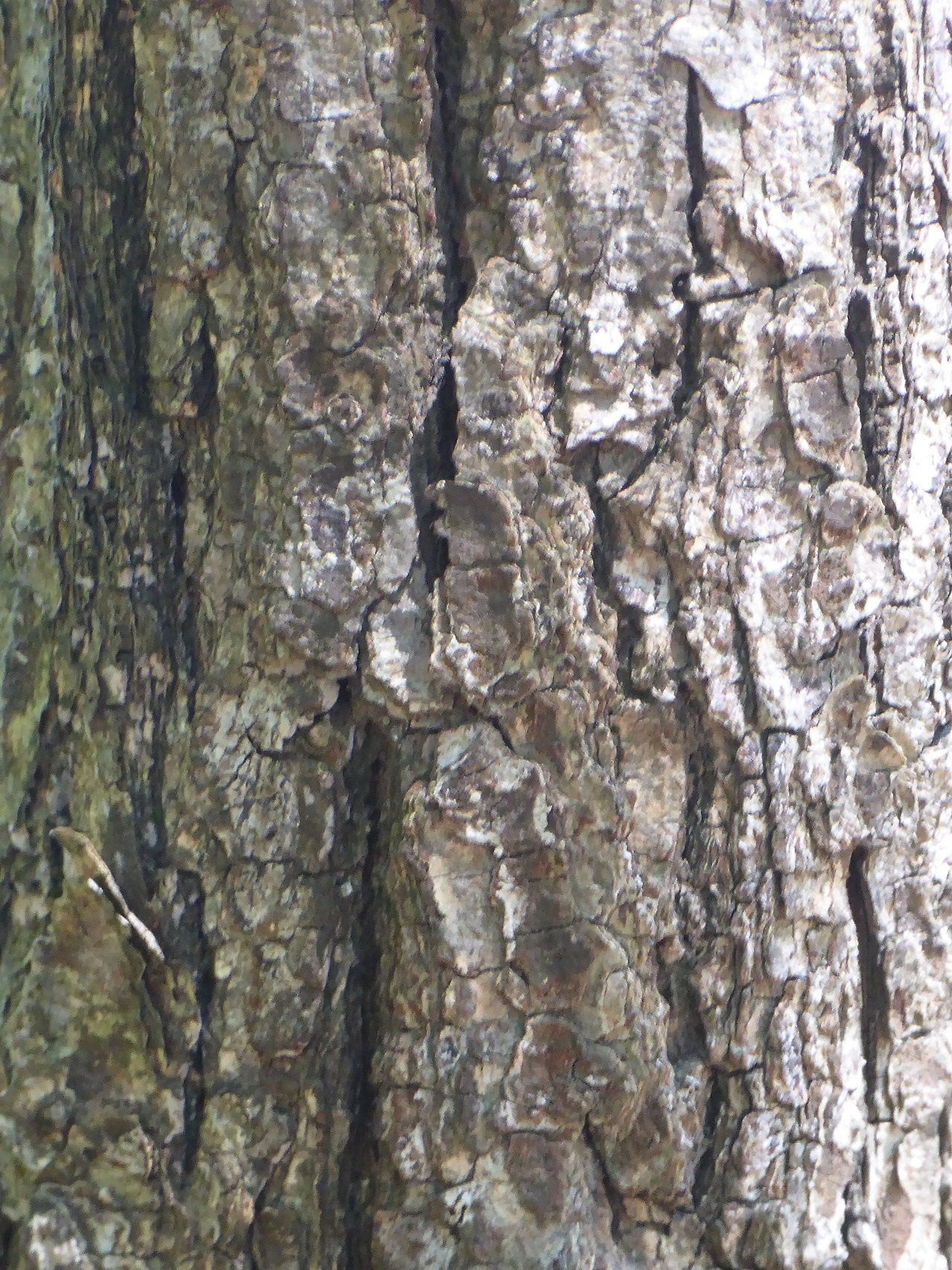 떡갈나무 _수피.jpg