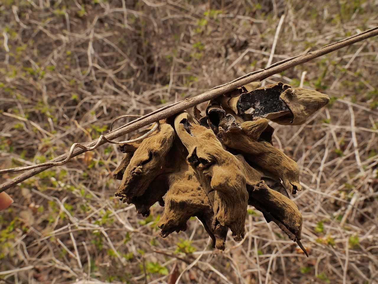붉나무 _충영_남산.jpg