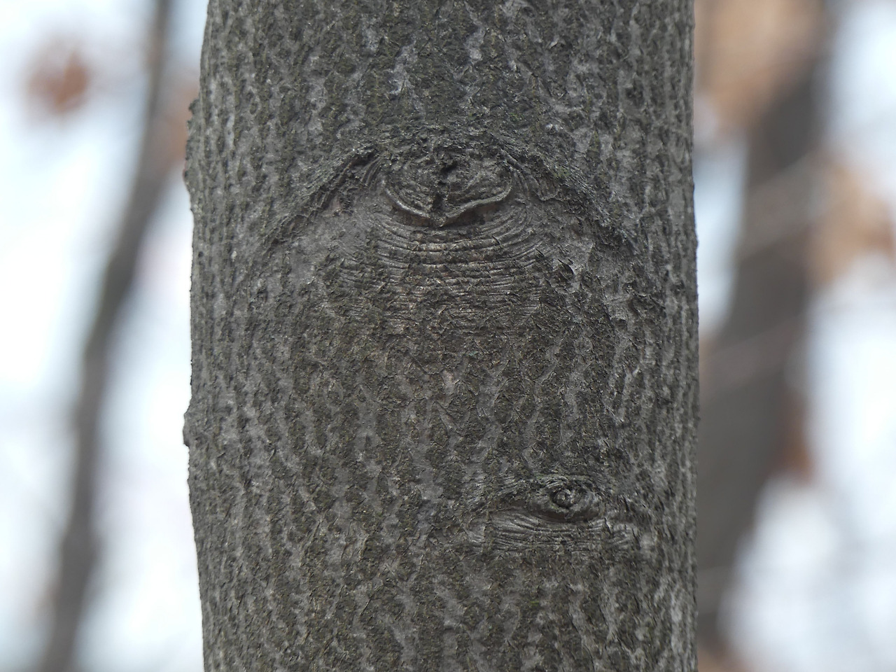 팥배나무 _수피_봉산.jpg