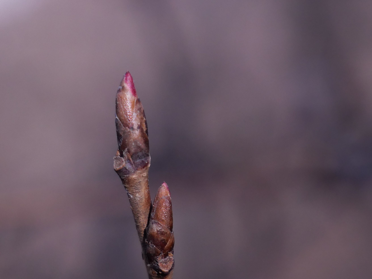 팥배나무 _겨울눈_봉산.jpg