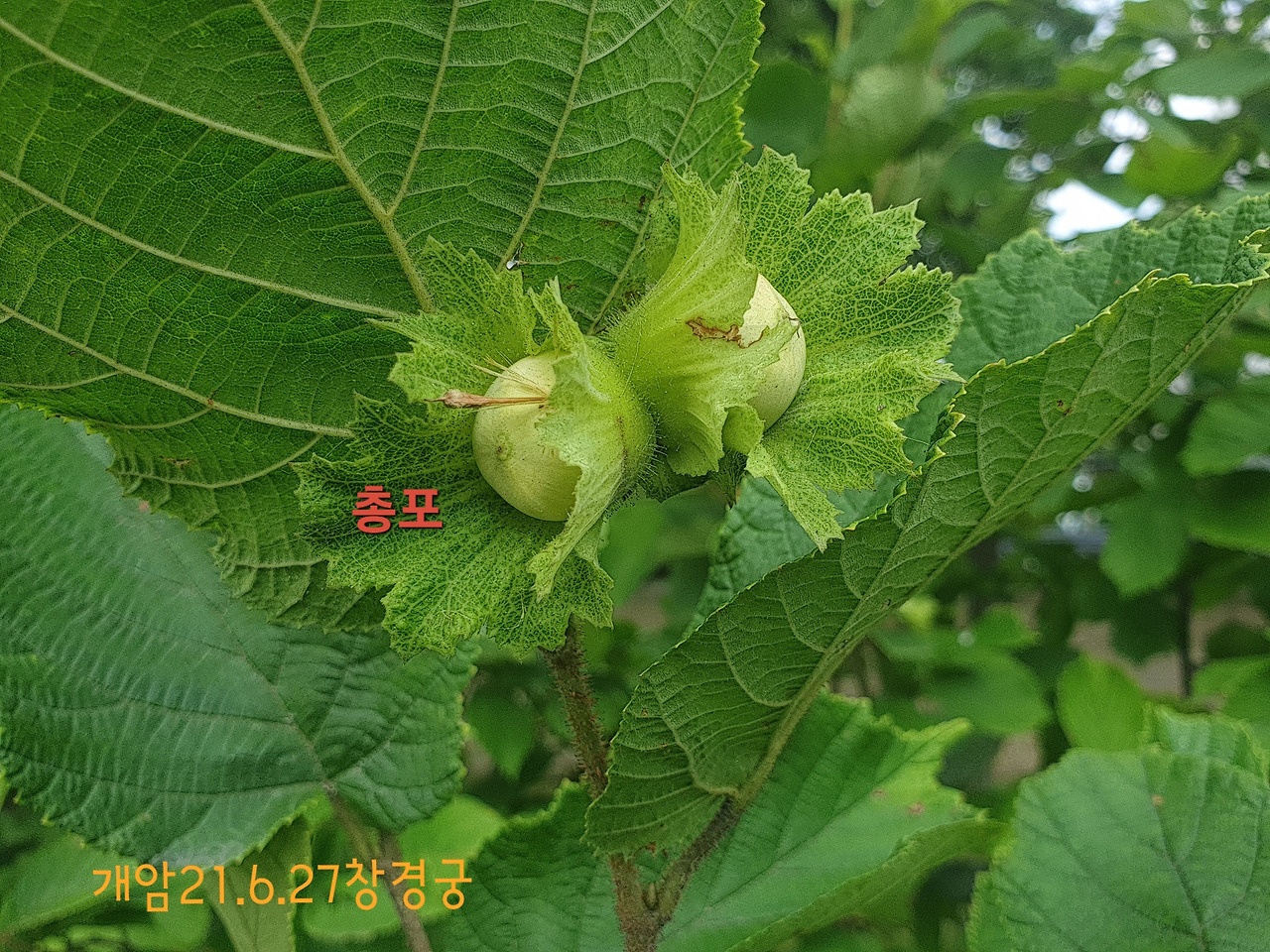 개암나무 (2).jpg