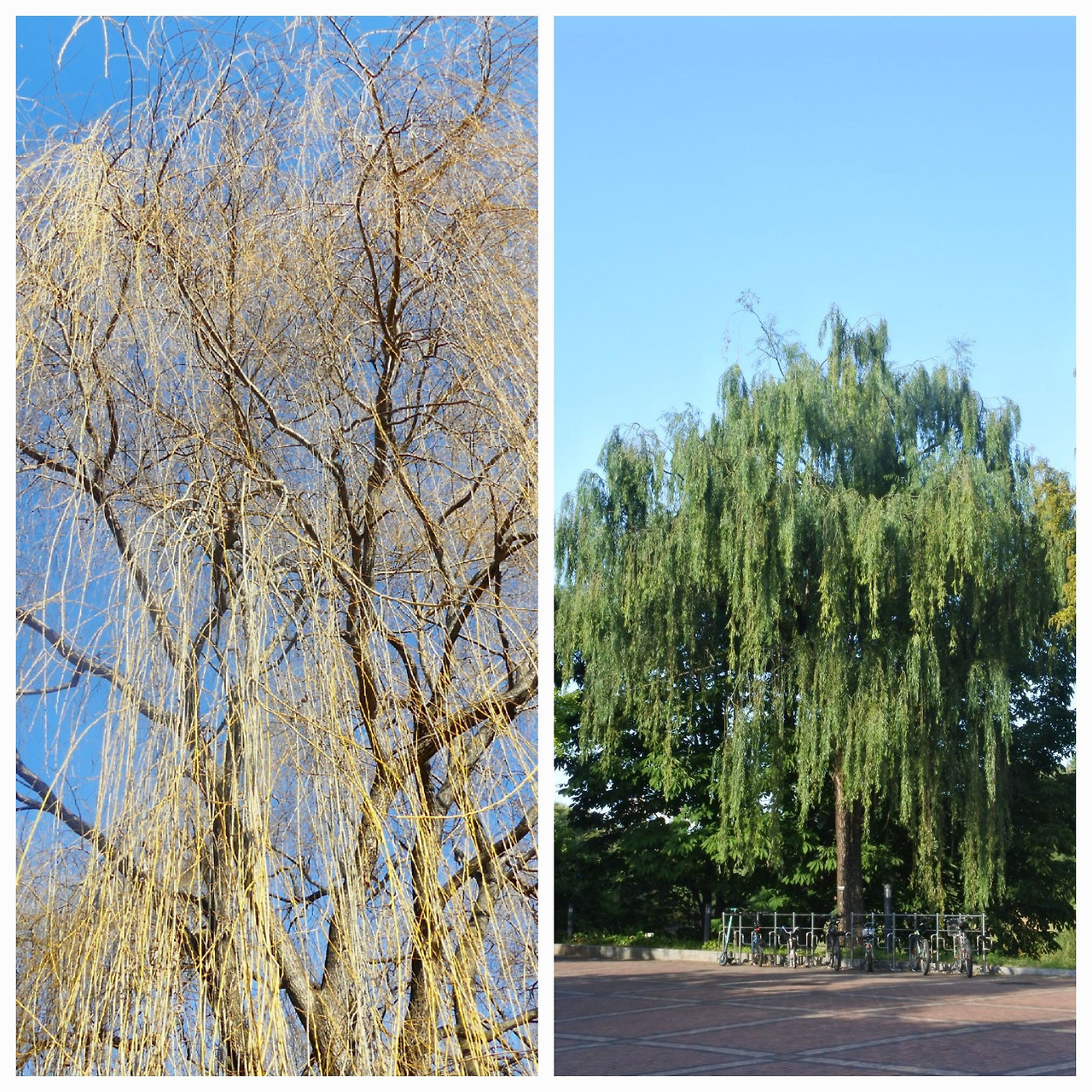 능수버들 수양버들.jpg