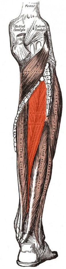 231px-Tibialis-posterior-location.jpg