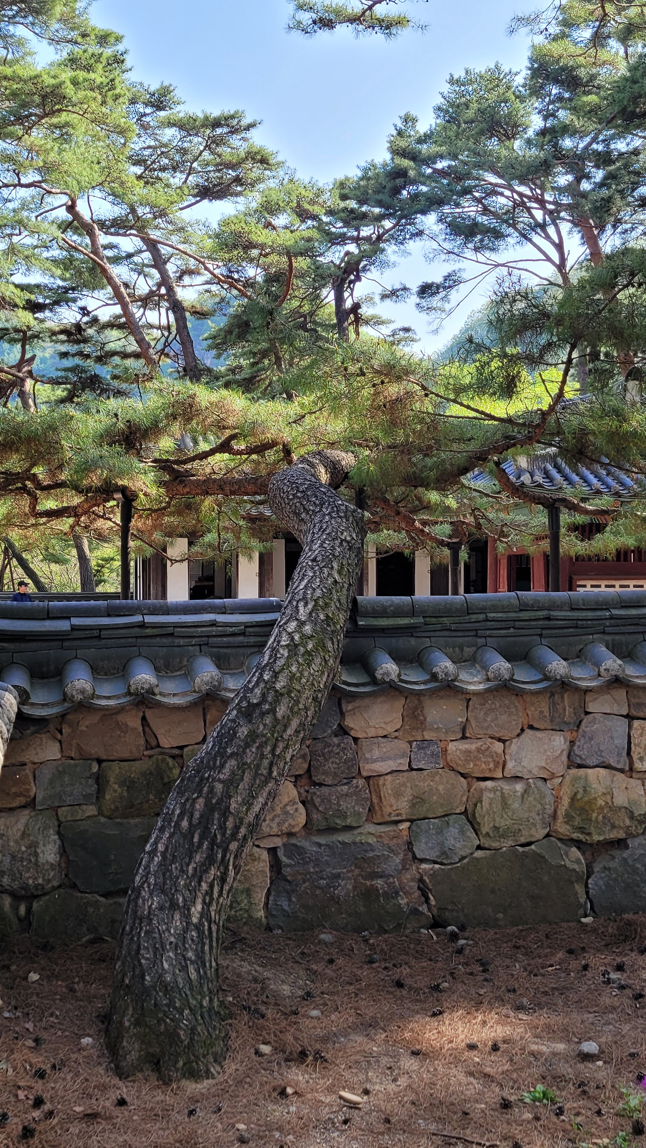 단종어사를 향해 90도 각도로 인사하는 소나무.jpg