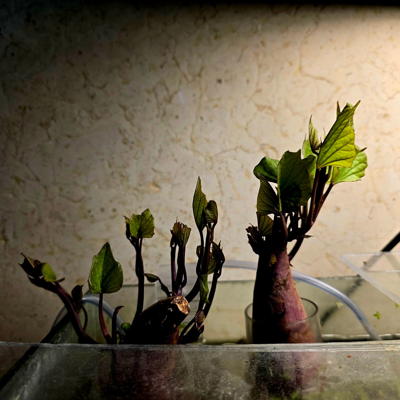 자탄풍-전체 사진-59664529366.jpg