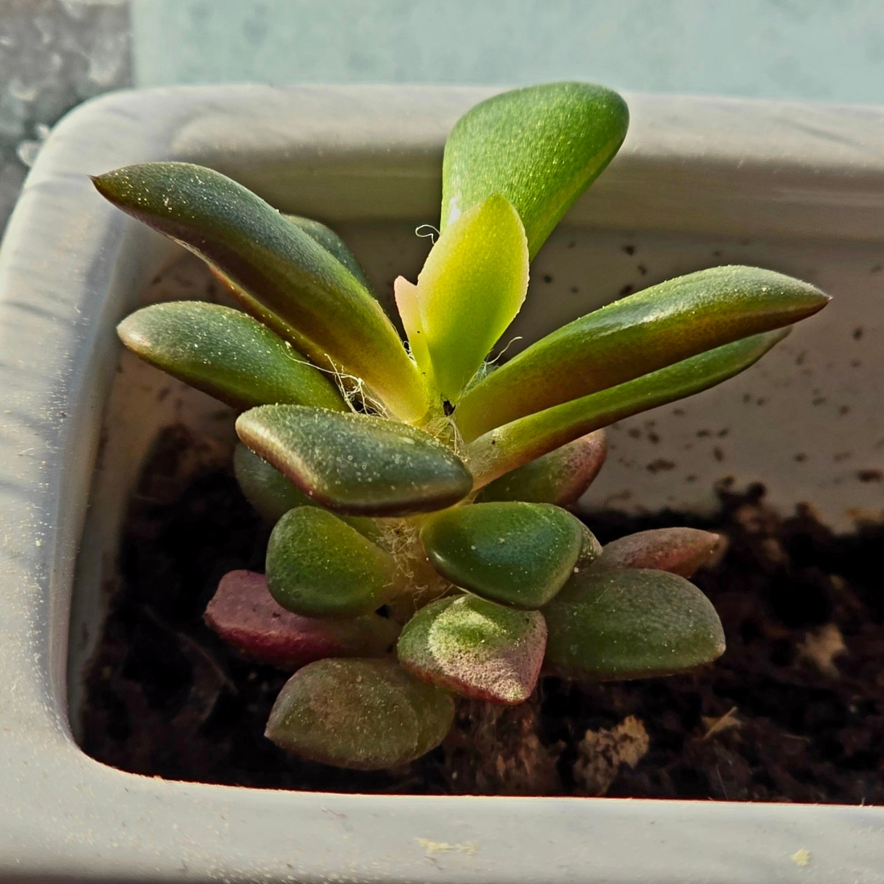 자탄풍-전체 사진-59664529357.jpg