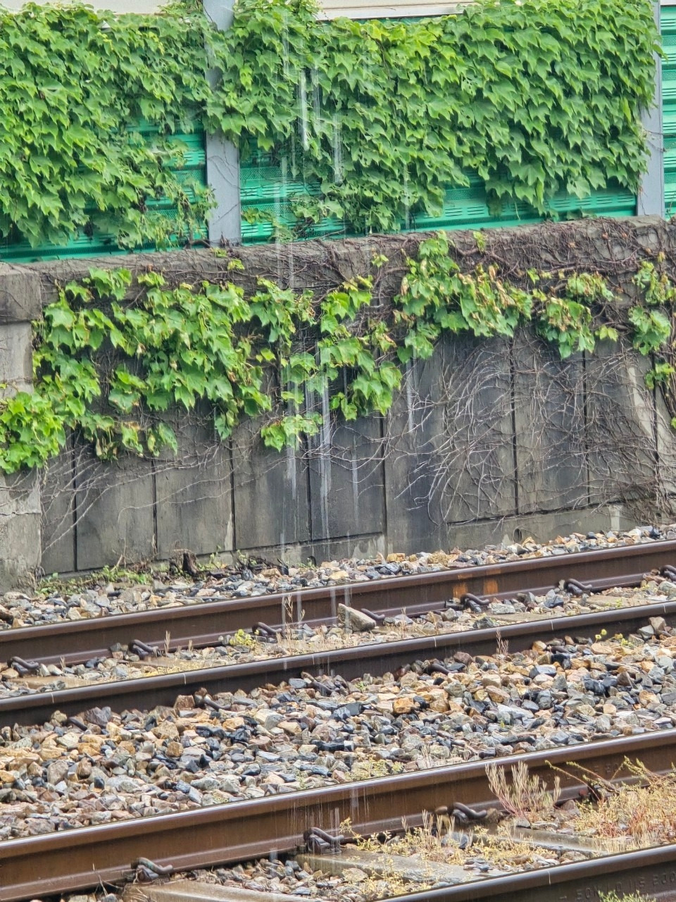 자탄풍-전체 사진-59476036968.jpg