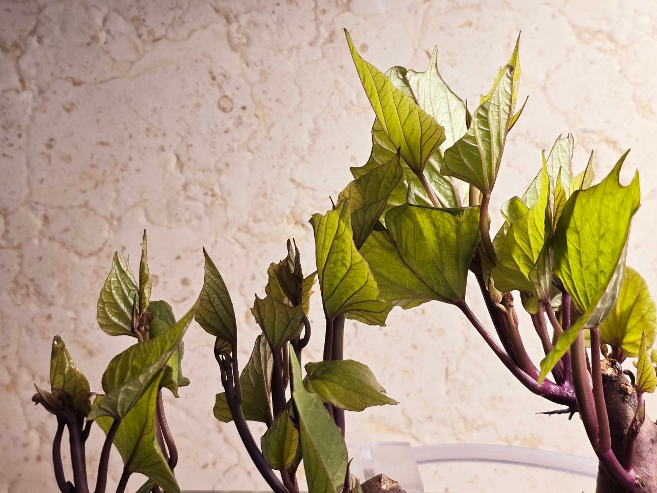 자탄풍-전체 사진-59664529360.jpg