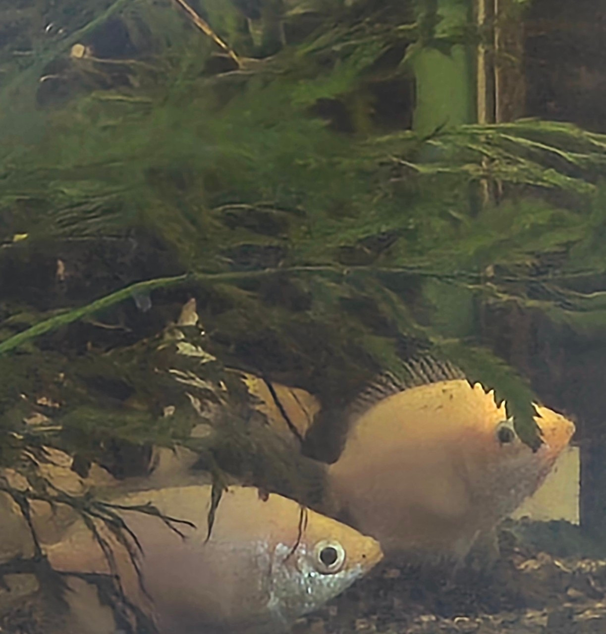 자탄풍-전체 사진-59664529361.jpg