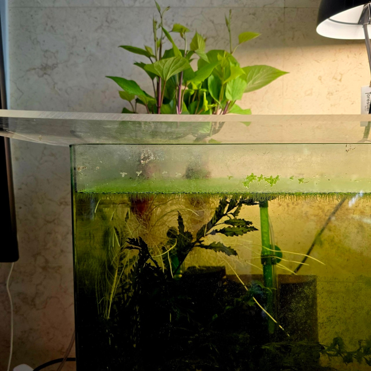 자탄풍-전체 사진-59664529359.jpg