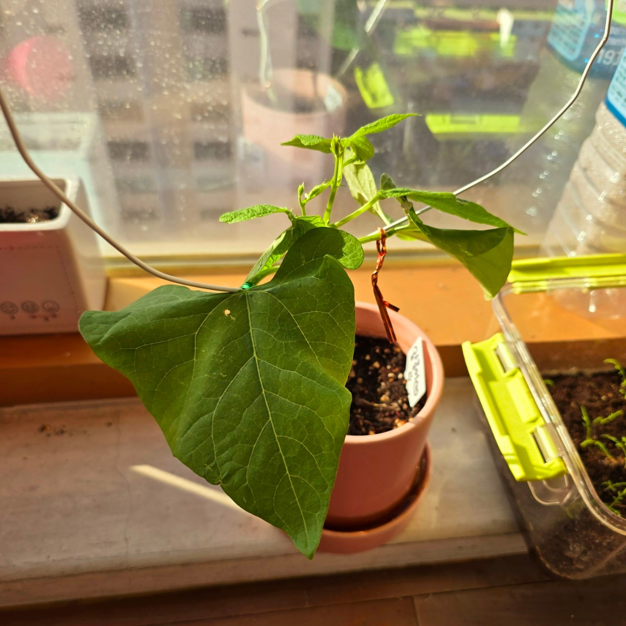 자탄풍-전체 사진-59664529355.jpg