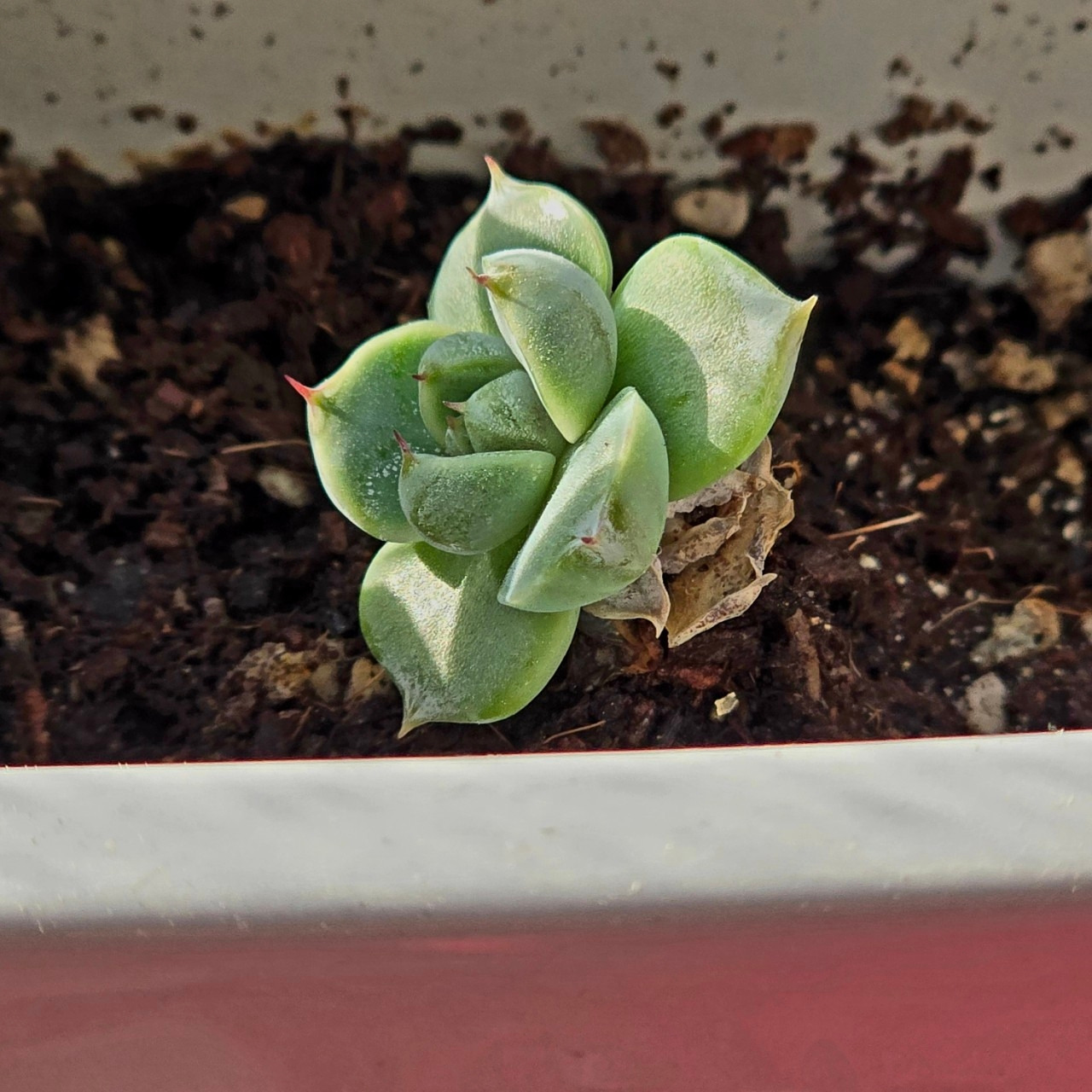 자탄풍-전체 사진-59664529356.jpg