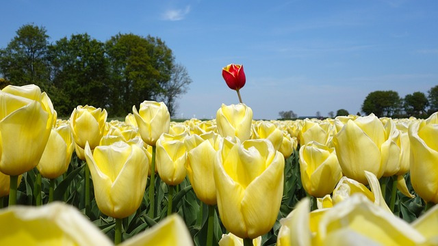 tulips-2580116_640.jpg
