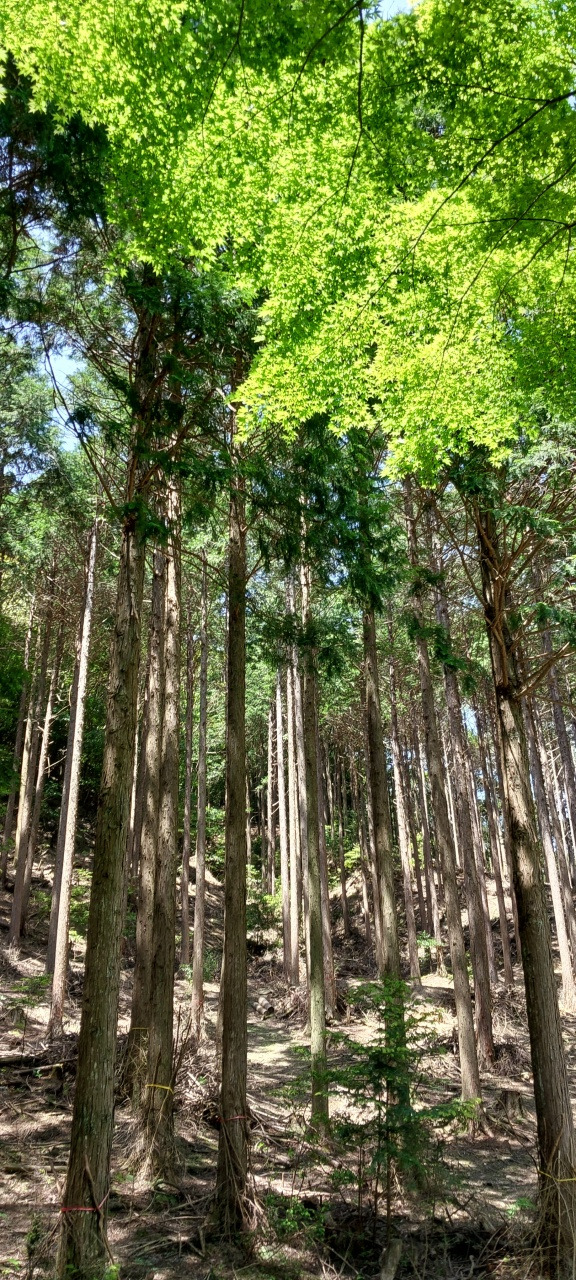 삼나무 편백나무숲.jpg