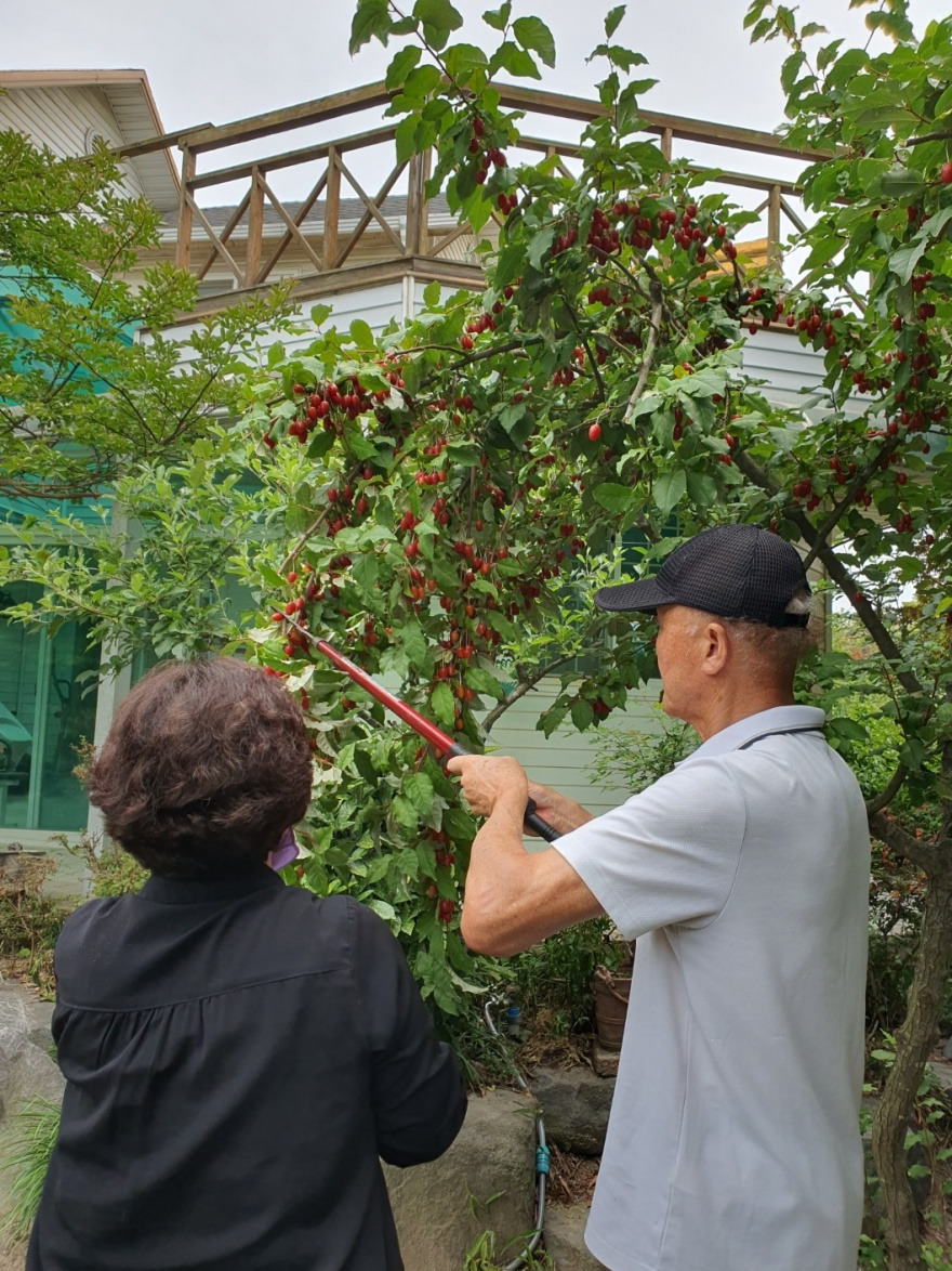 가지를 잘라주는 남편.jpg