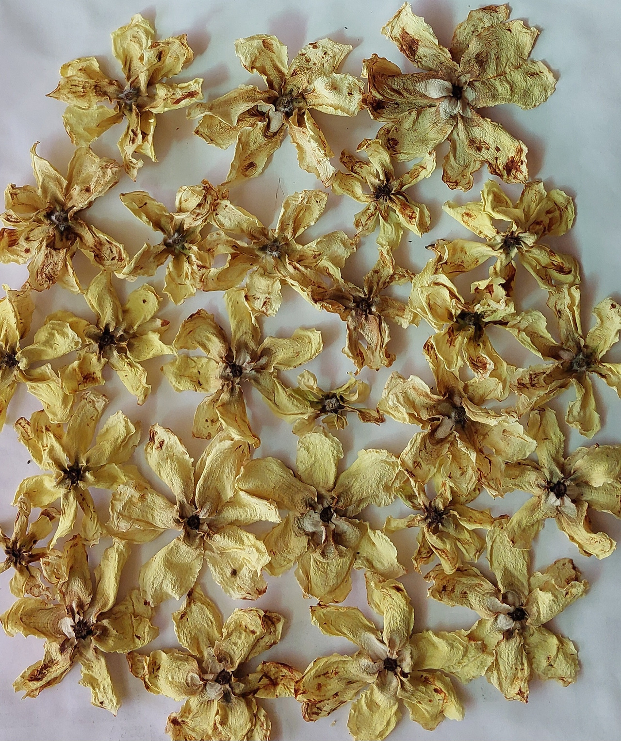 건조된 목련.jpg