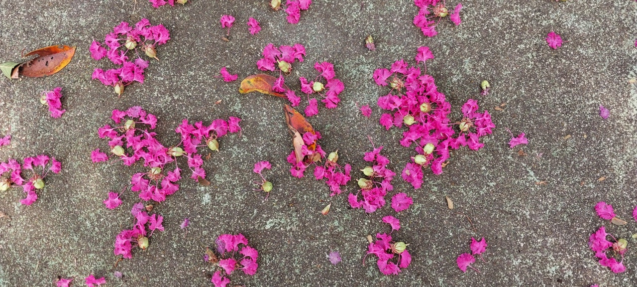 배롱나무꽃 진 자리.jpg