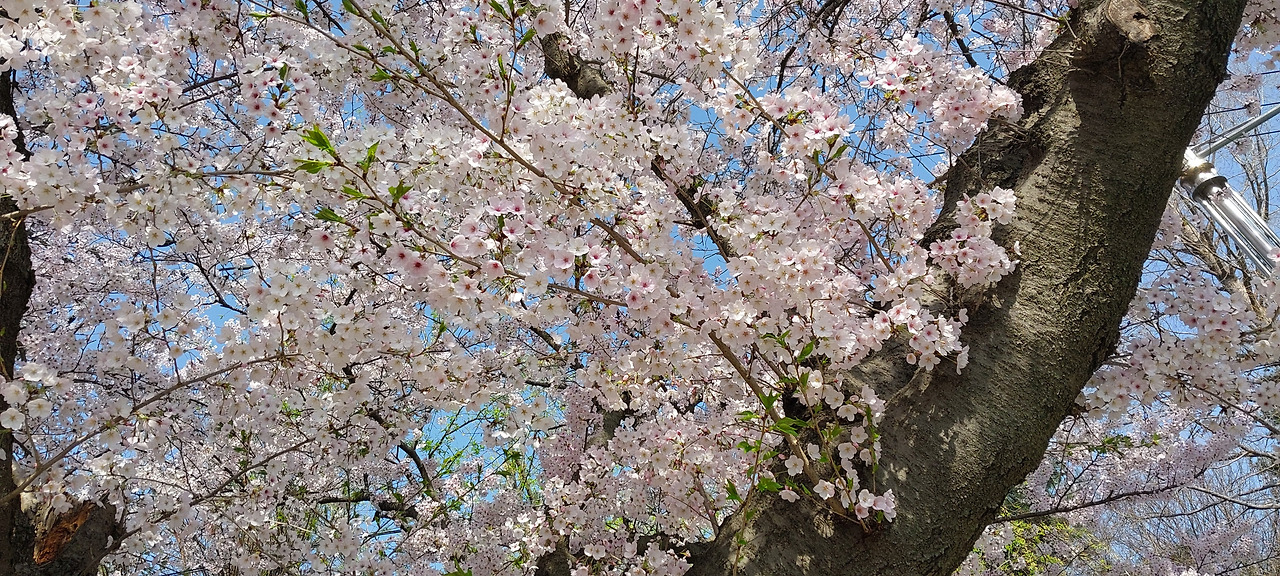 벚꽃사진3.jpg