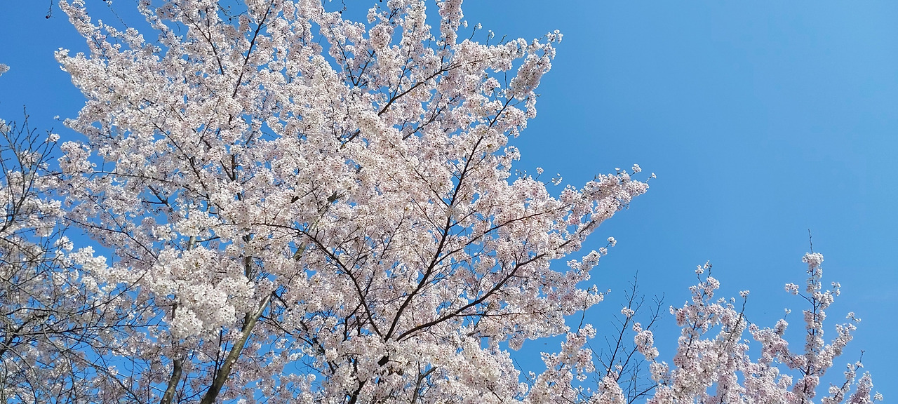 벚꽃사진2.jpg