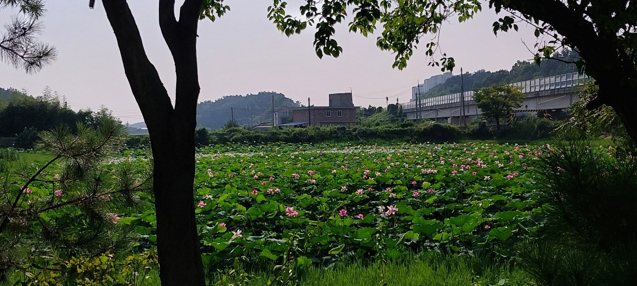 8월 말의 연방죽.jpg