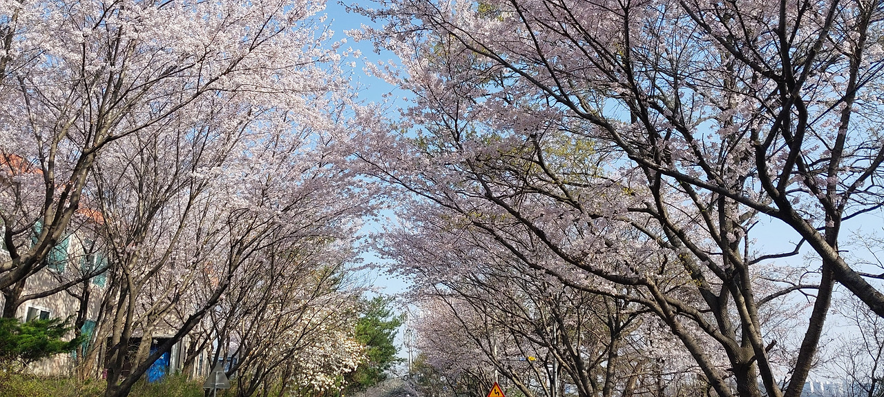 벚꽃사진1.jpg