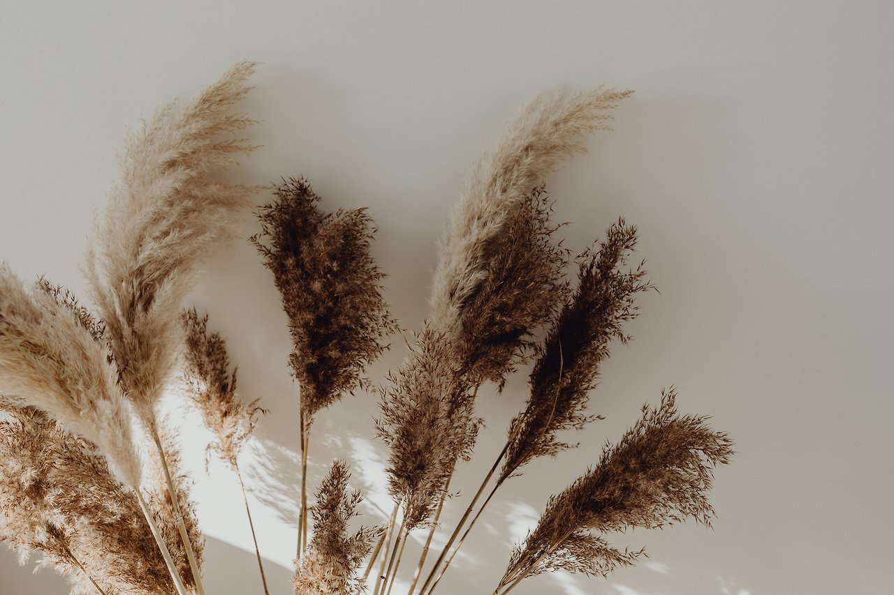 kaboompics_Pampas Grass In A Vase.jpg