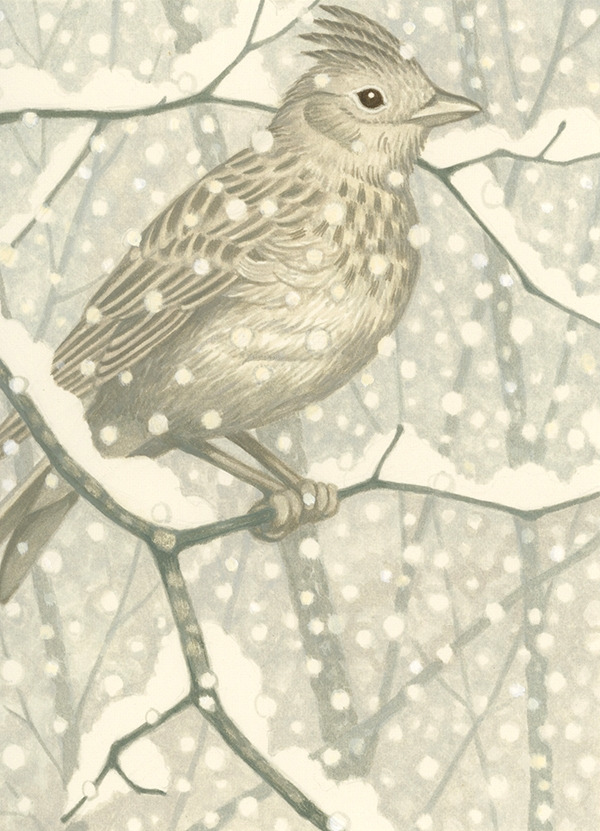 winter lark_.jpg