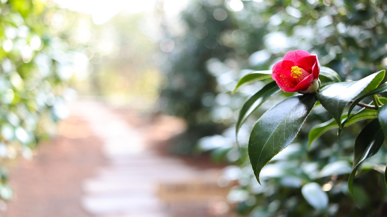 camellia-4022015_1280.jpg