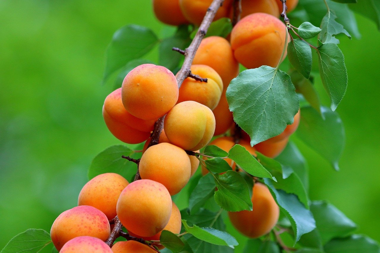 apricots-6396527_1280.jpg