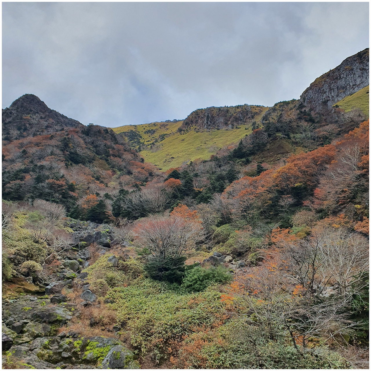 제주 단풍.jpg