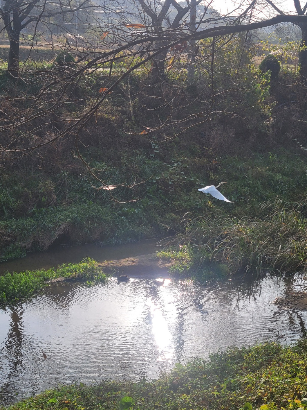 날아오르는 새.jpg