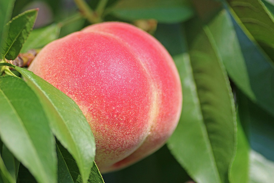 peach-2721852_960_720.jpg