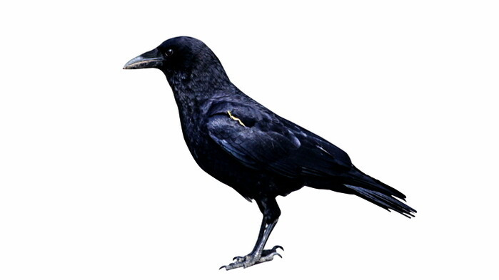 자화상2 (오세영).jpg