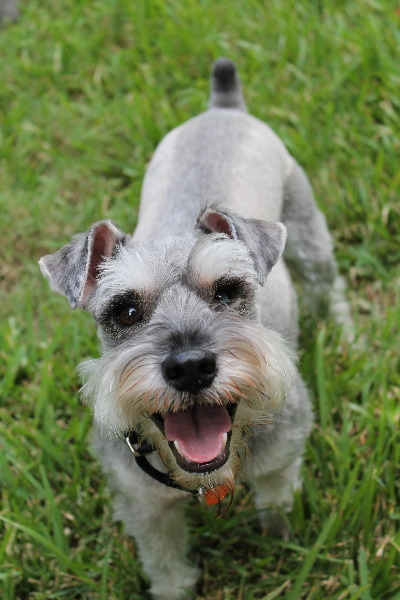 miniature-schnauzer-1238157_1920.jpg